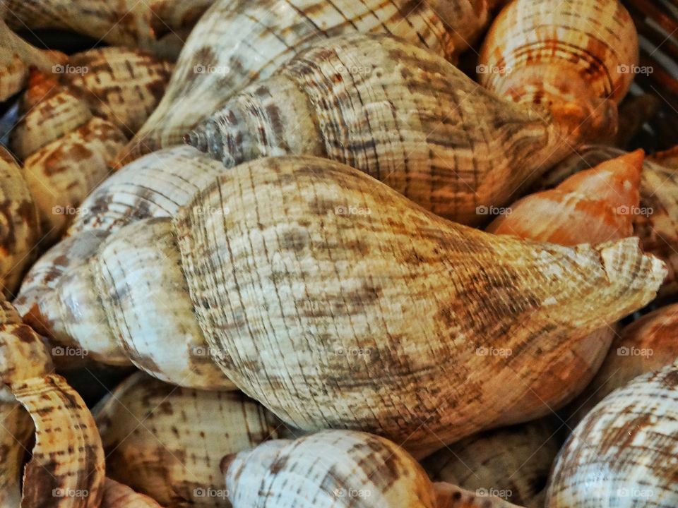 Intricate Sea Shells