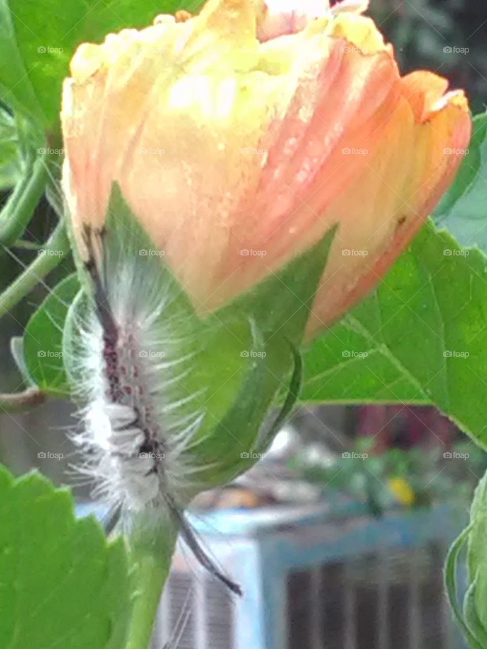 This is a very beautiful and very dangerous insect she sit on the yalo flower.