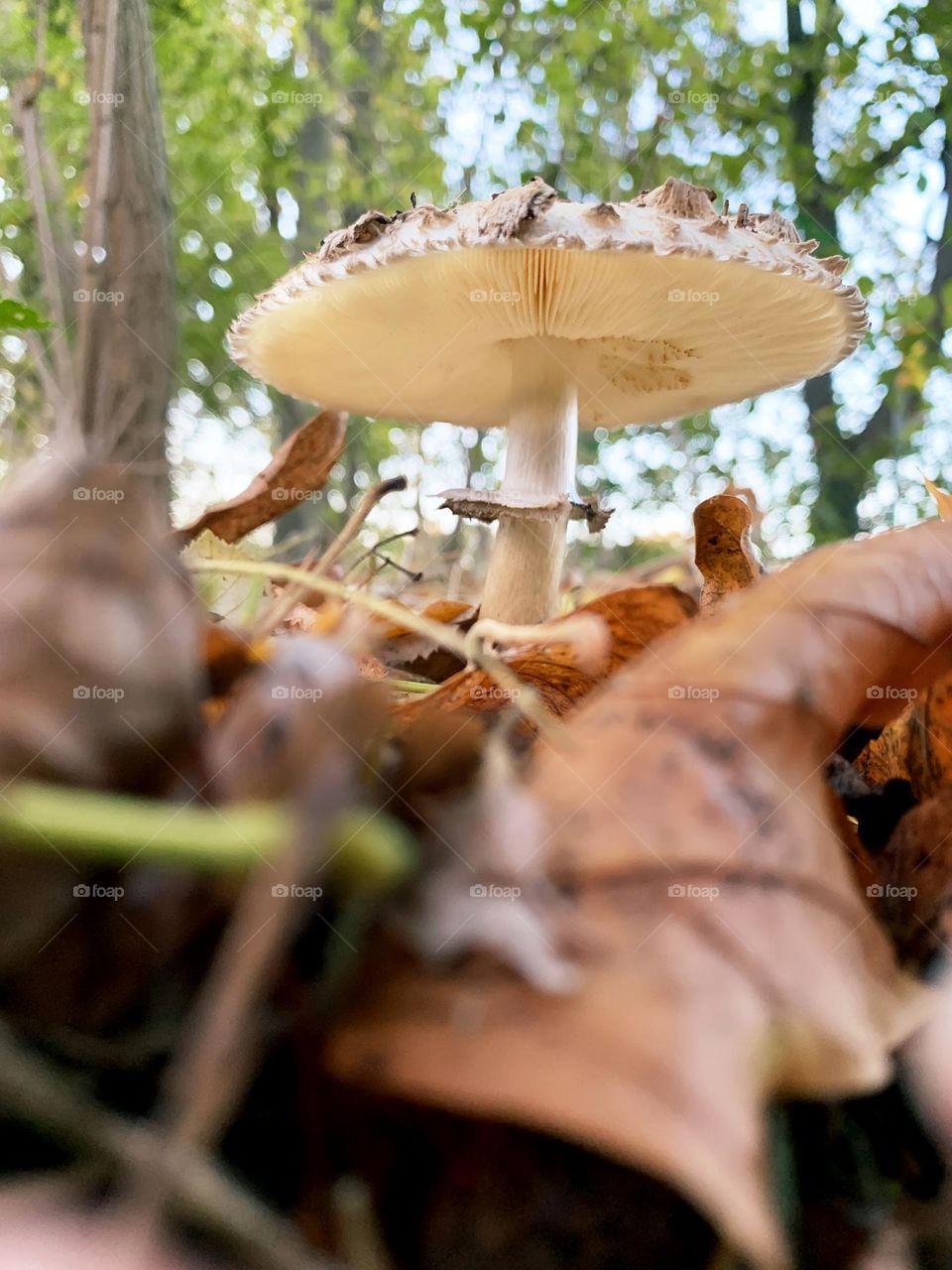 Mushrooms in forest 