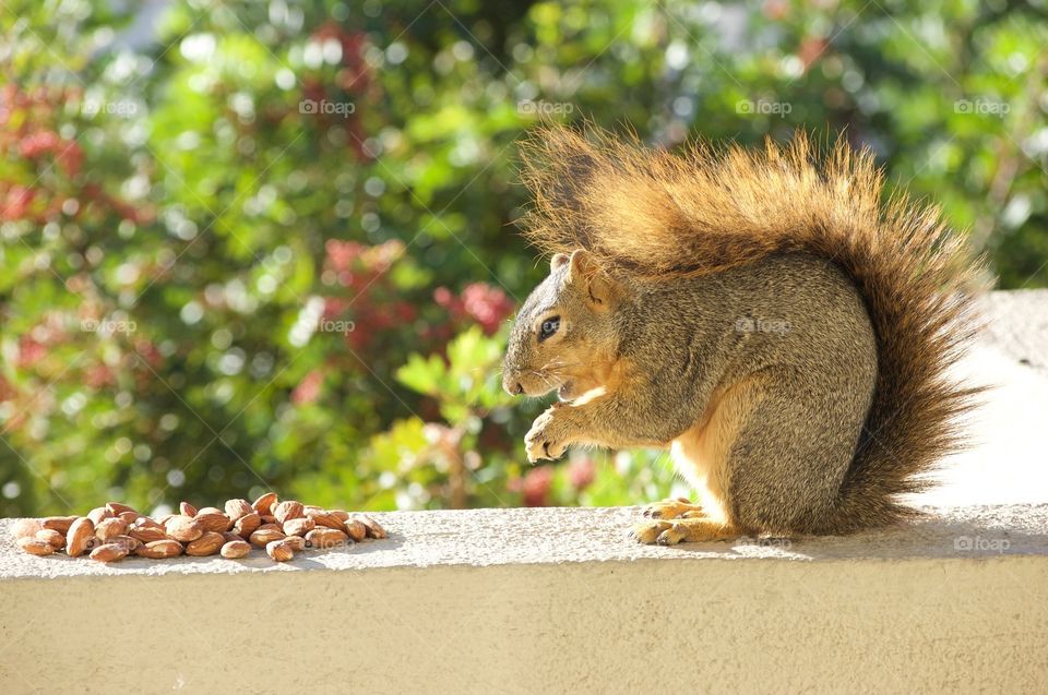 Squirrel looking at almond