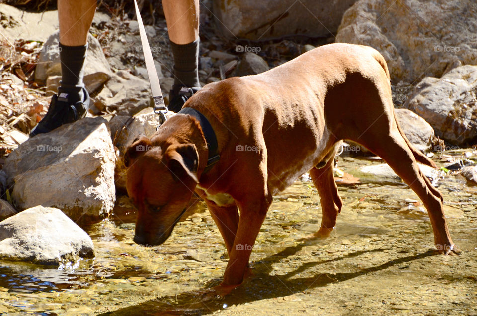 Dog in a lake 