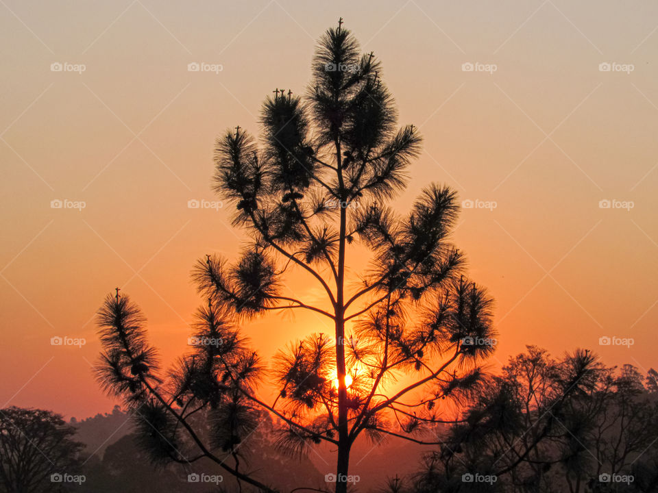 Sunset In The Tree