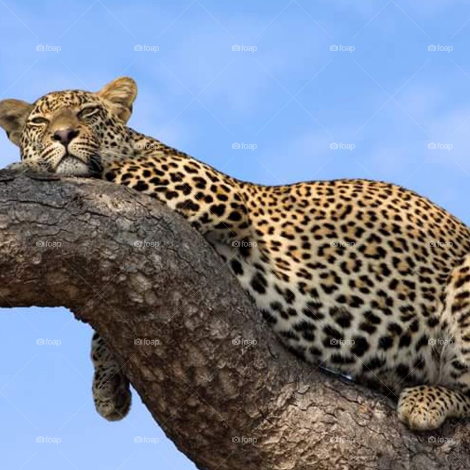 Leopard sleep on the branch of tree