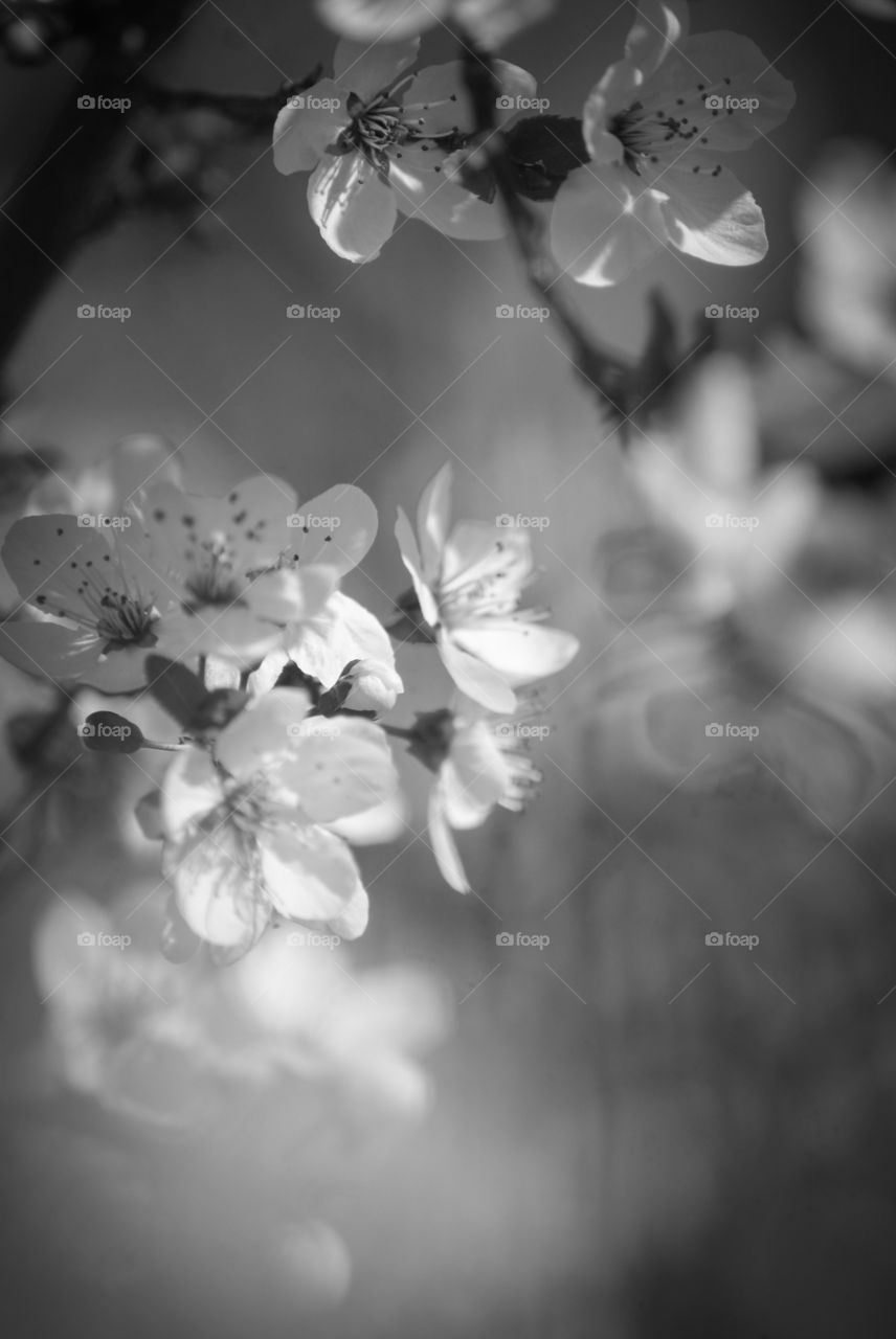 Apple blossoms in spring