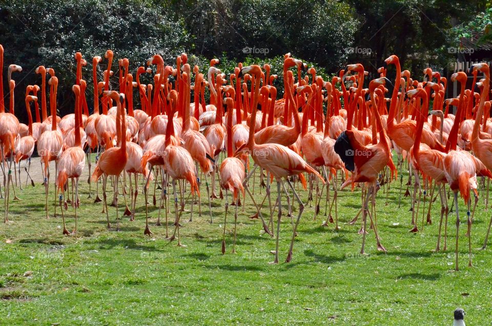Flamingo dance
