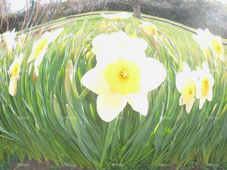 Daffodils fisheyed