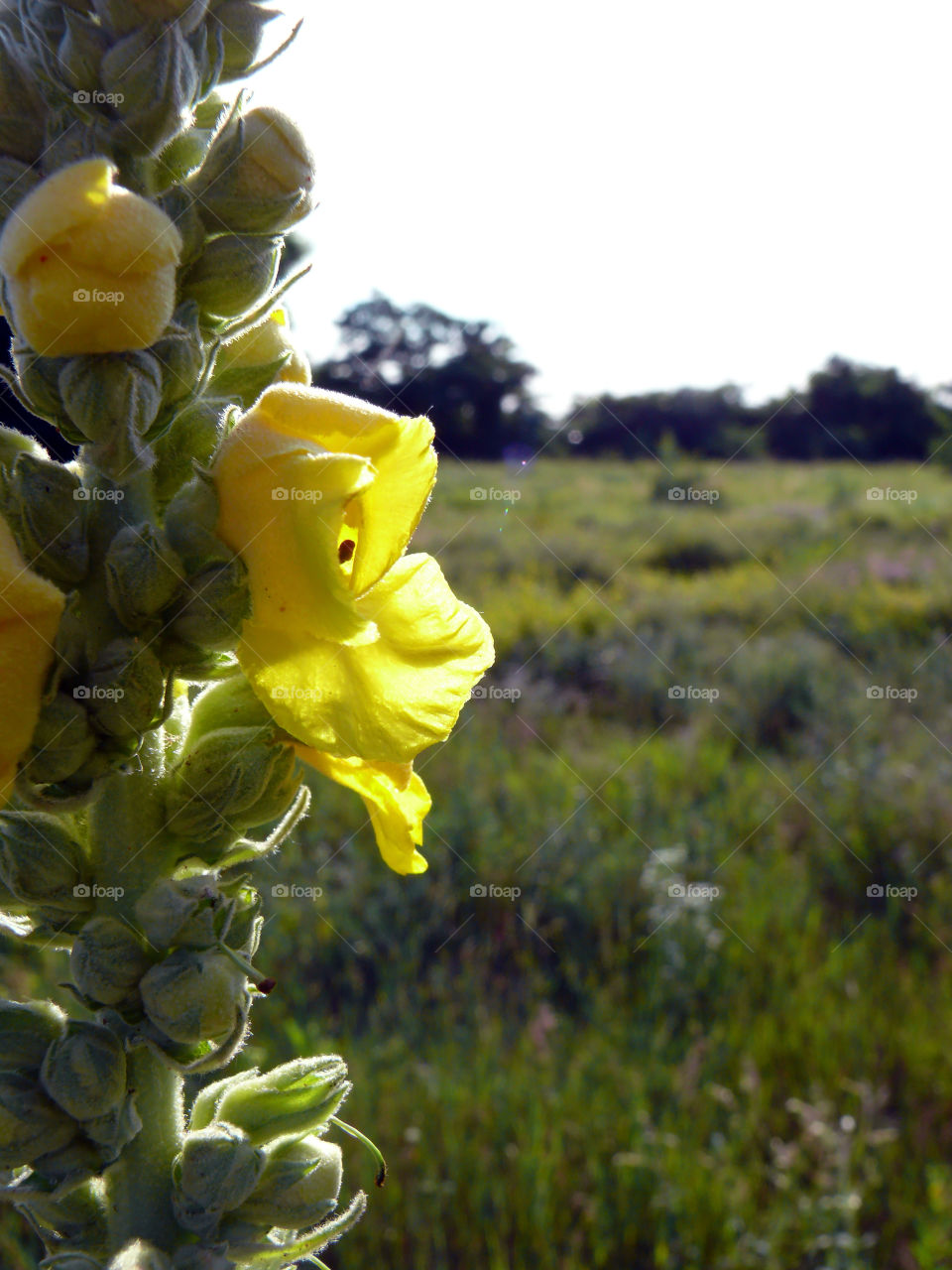 Close-up of yellow flowers growing on field in Berlin, Germany.