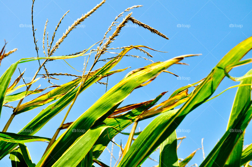 indiana field leaves plant by refocusphoto