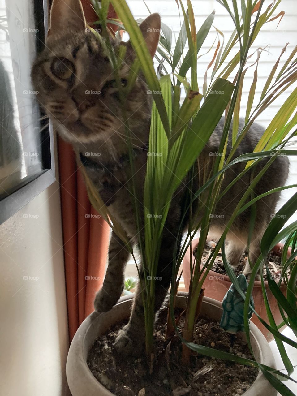 Cat plant 
