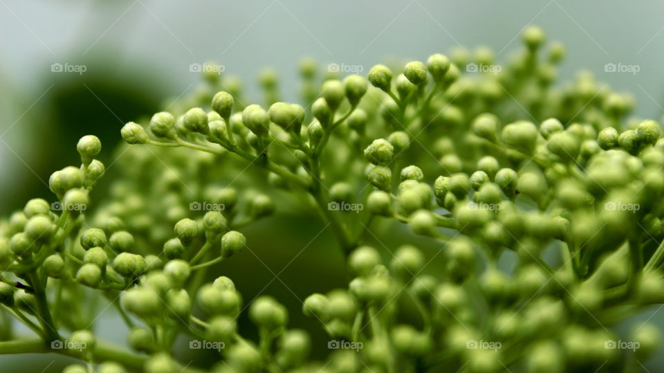 taken in the garden in Germany