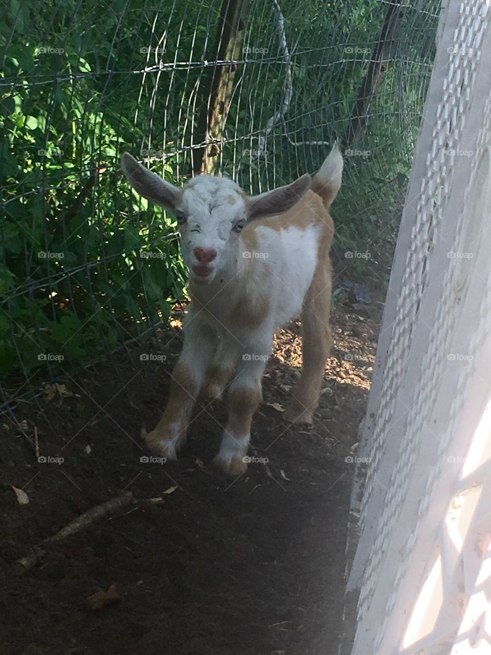 Baby goat