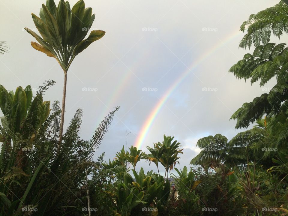 Hawaiian rainbow