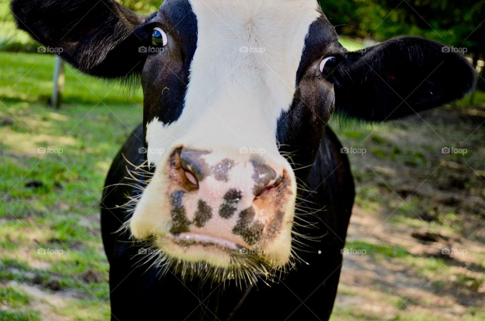 Excited black cow