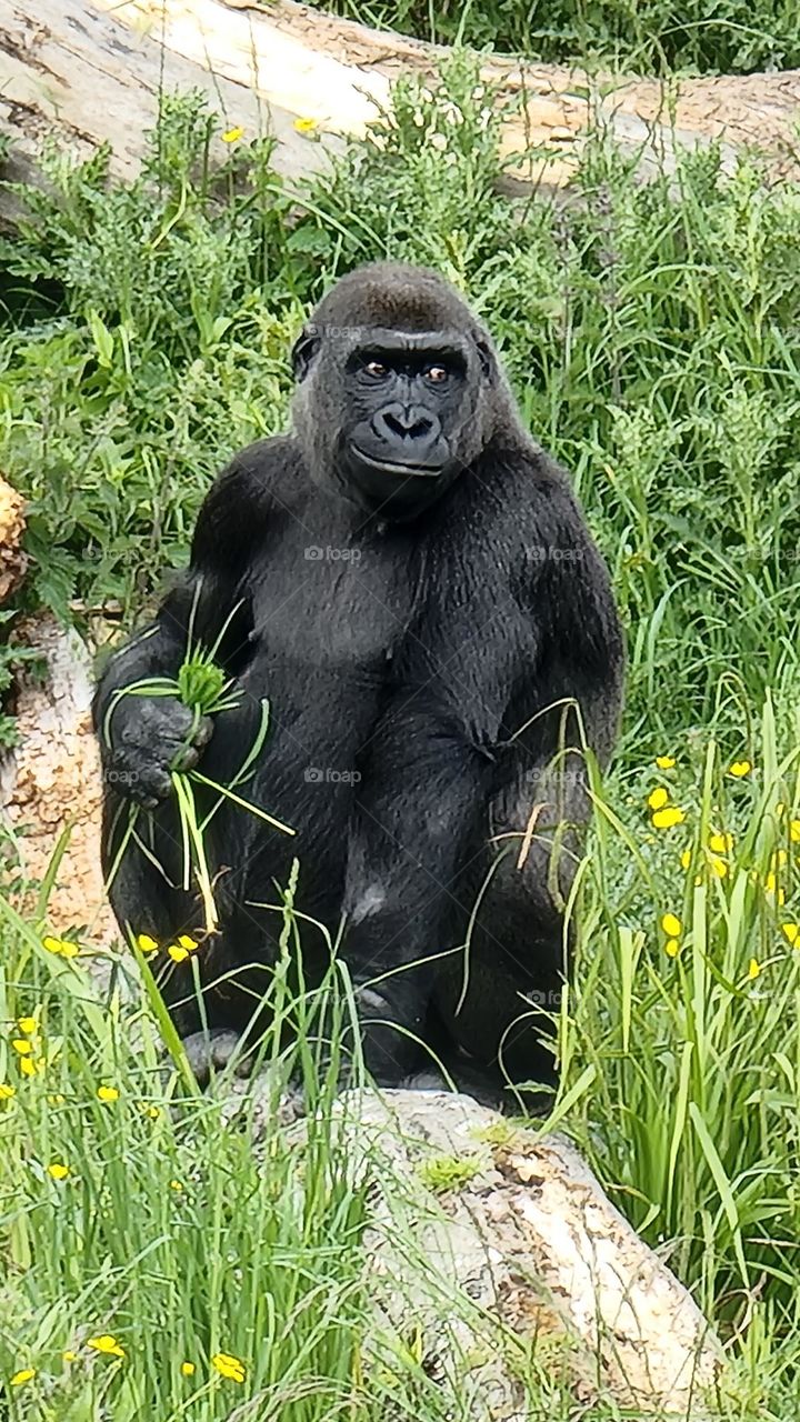 Picture from Dublin Zoo, Ireland