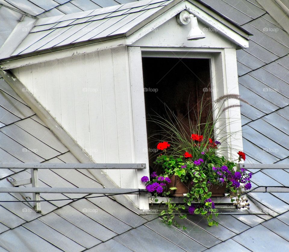 Flowers in window