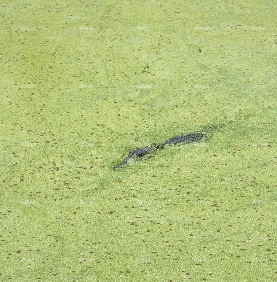 Gator in algae