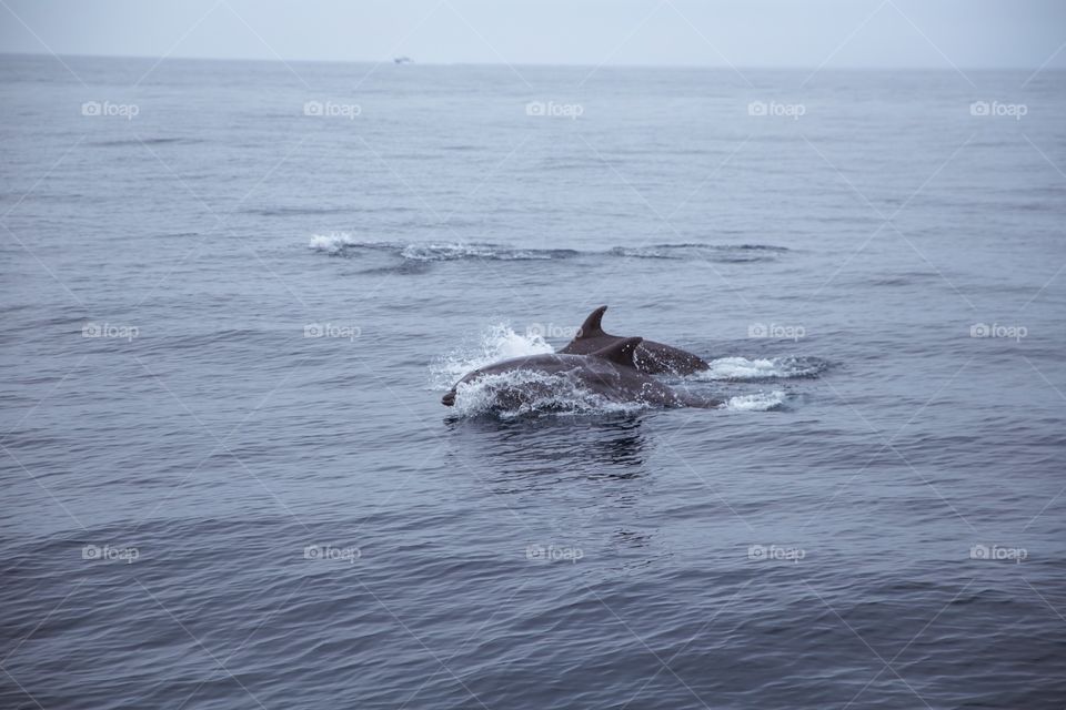 Dolphins playing