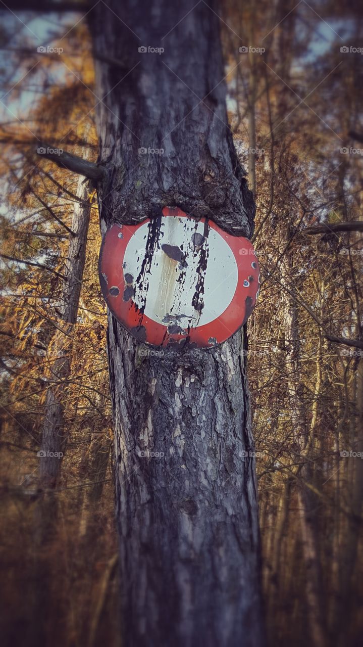 Sign in Tree with autumn background