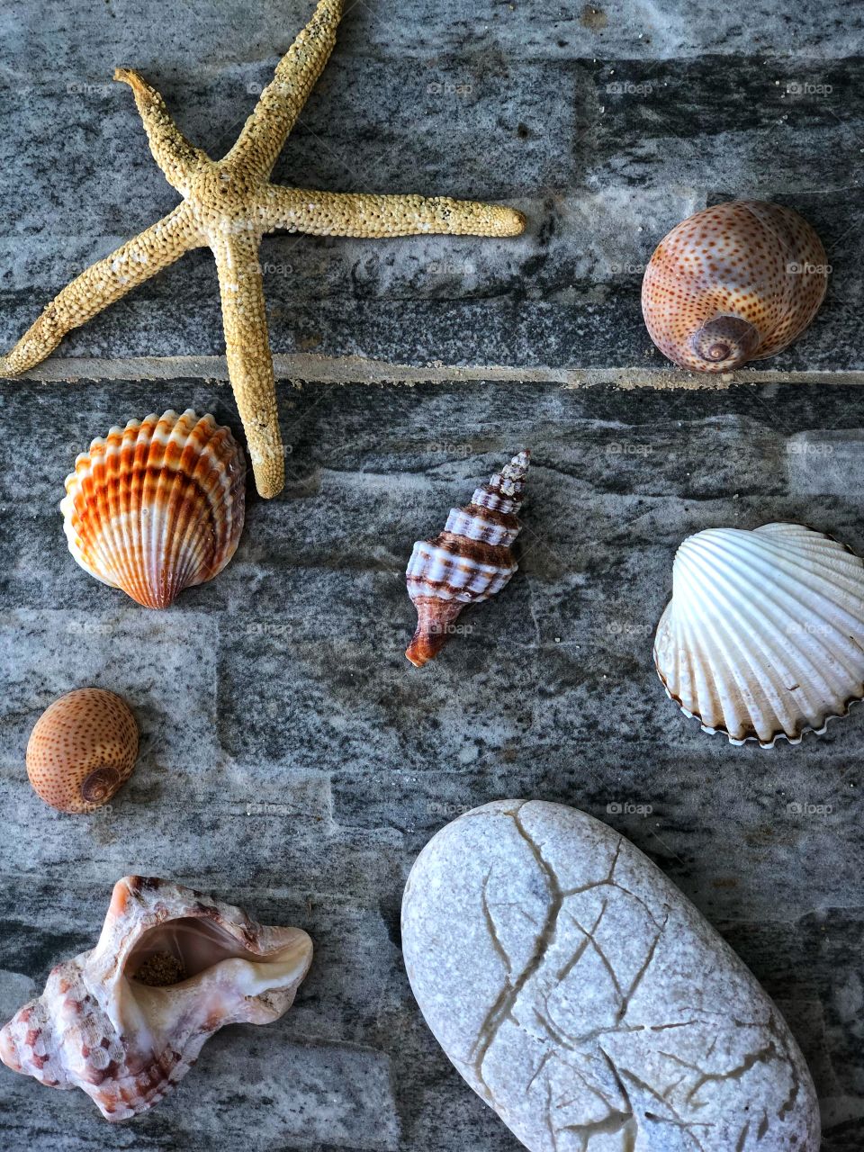 Shells 