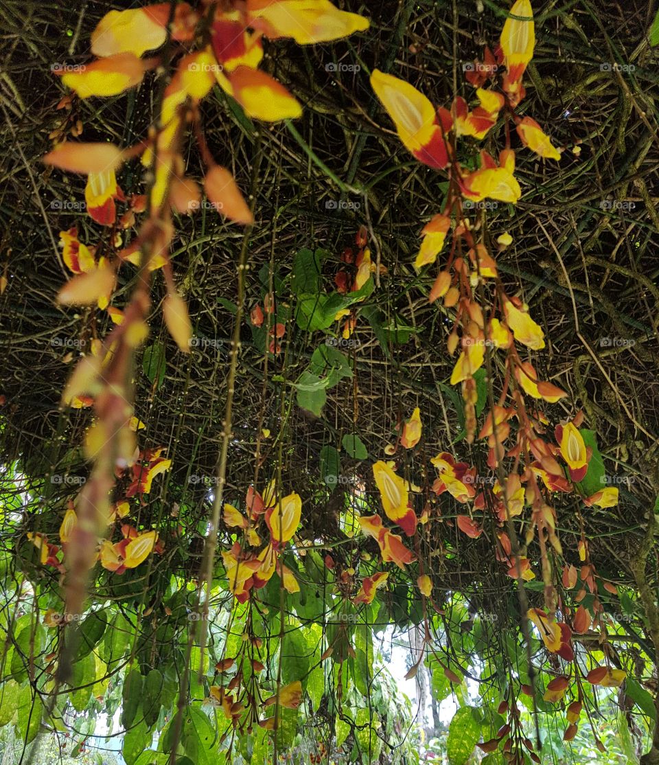 hanging shrubs in botanical garden