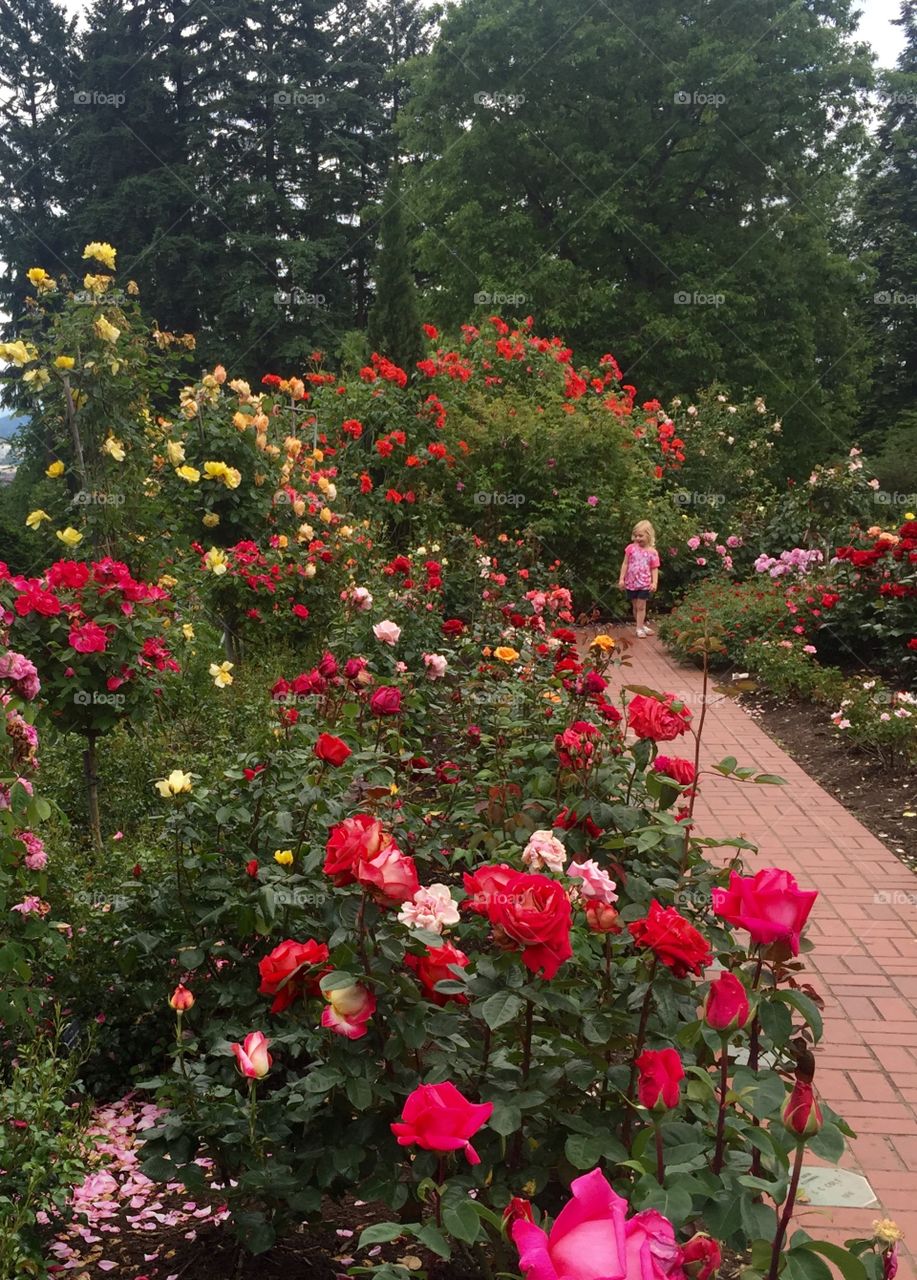 Lost In Wonder. Young girl lost in wonder as she is surrounded by beautiful roses.
