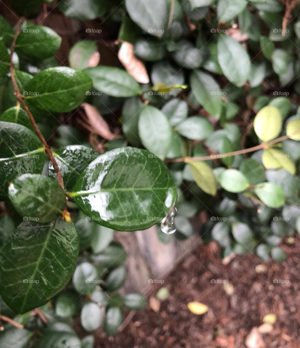 Dew on Leaves 