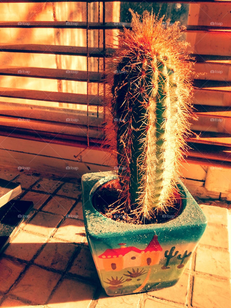 Mexican cactus
