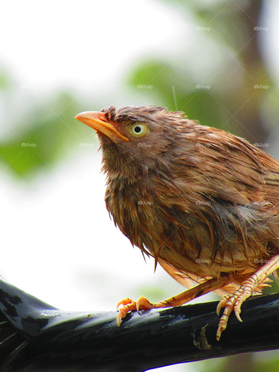 Jungle babbler bird or (Turdoides striata) or beautiful seven sisters or angry bird
