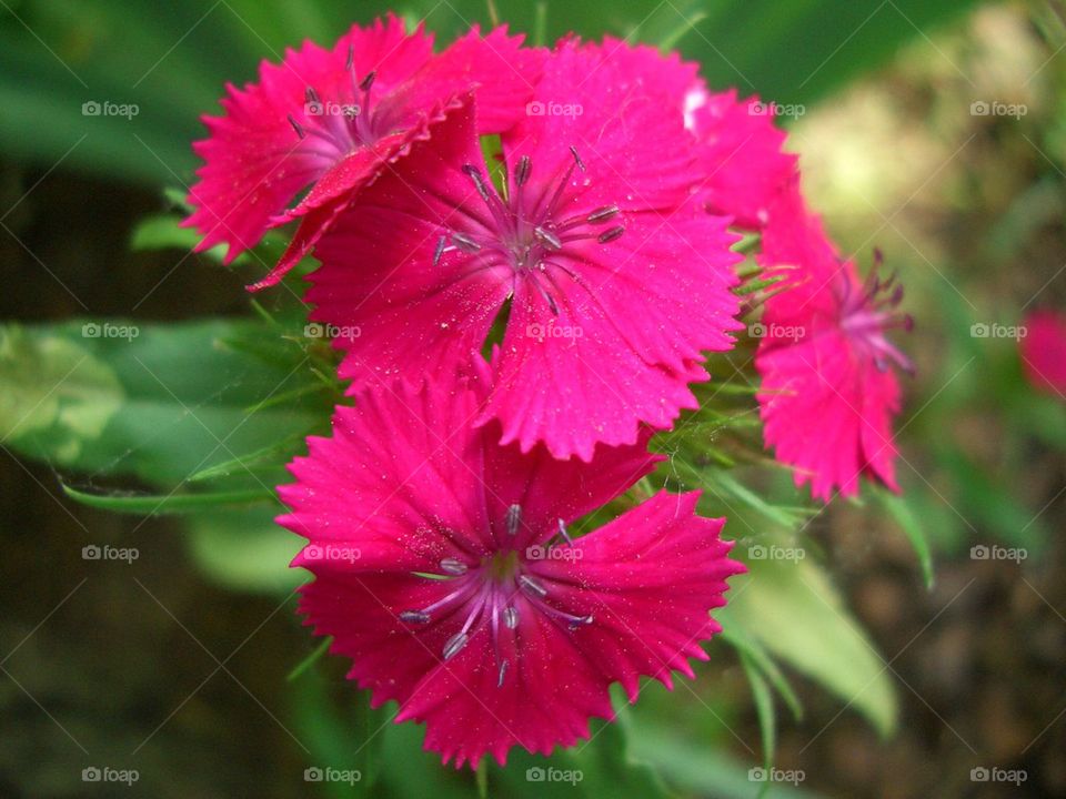 Pink sweet William flowers