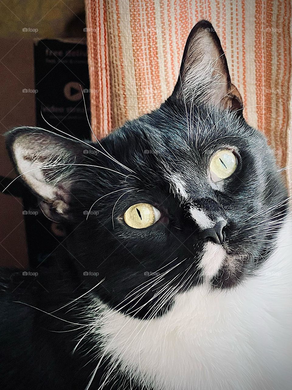 Closeup of a spunky black and white feline