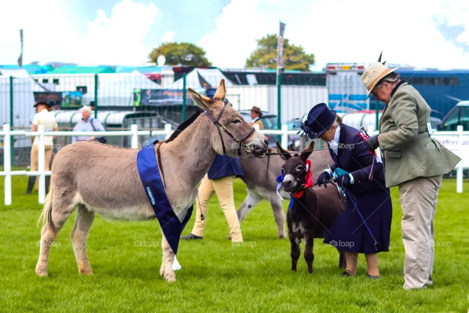 first and second winners of a donkey competition at the Royal Highland Show Edinburgh, 2018