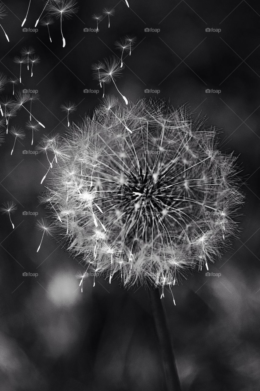 Close up of dandelion flowers