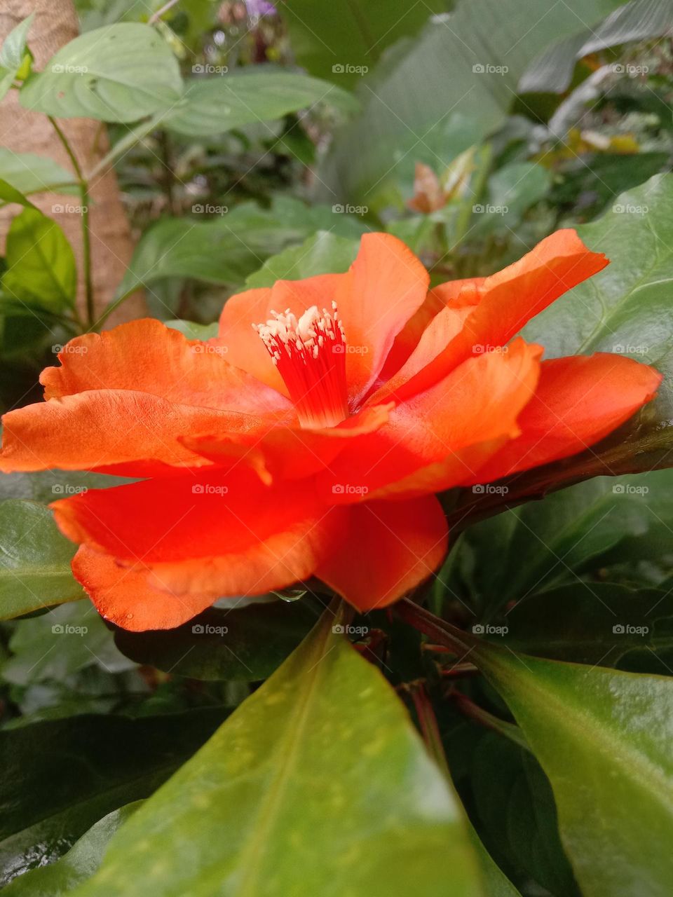 Rhodocactus Grandifolius