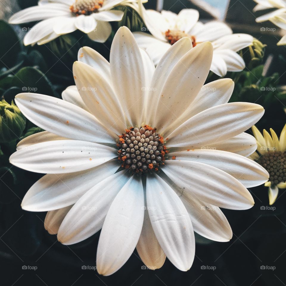 Elevated view of flower