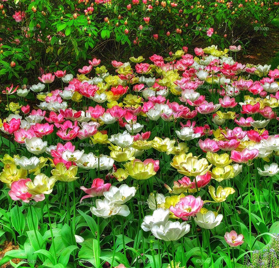 Keukenhof flowers