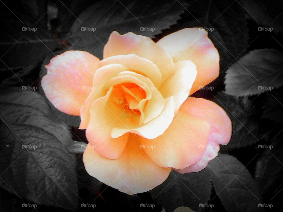 rose. a beautiful flower in a park