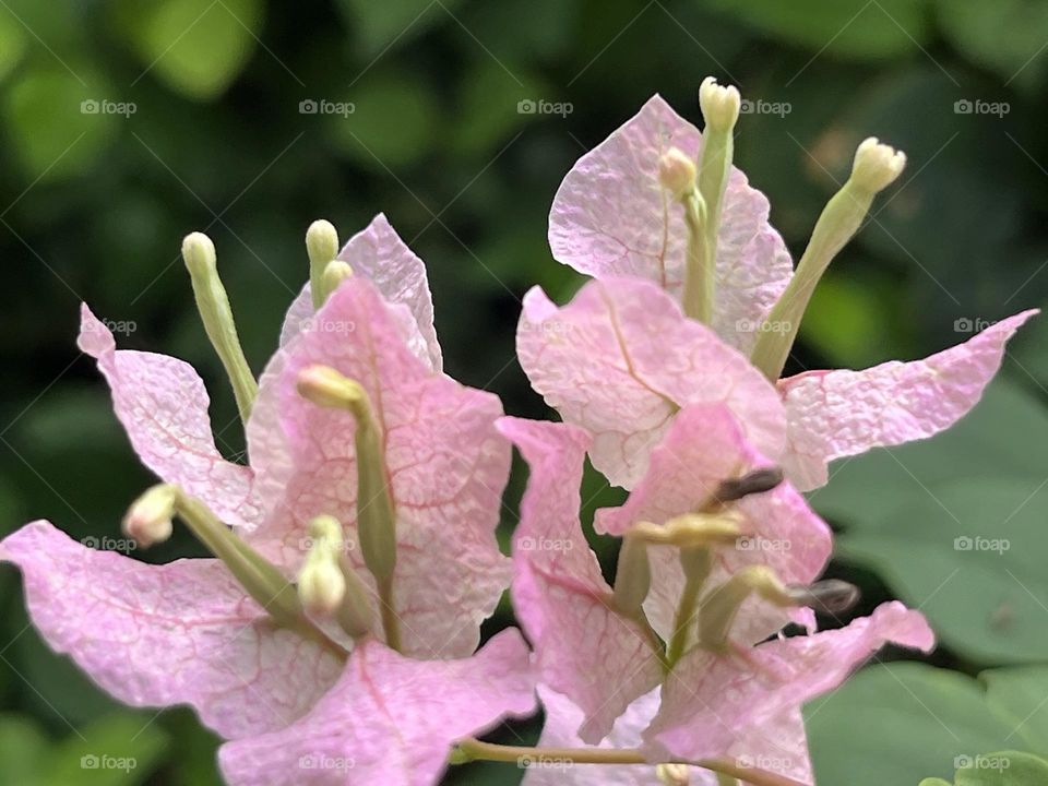 📸Capture the Power of Complementary Colors.