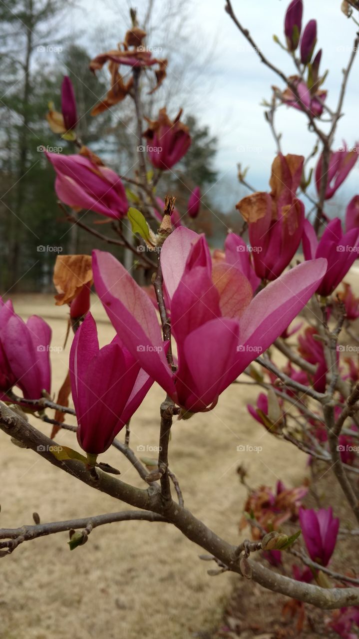 Flower, Nature, Flora, Garden, Leaf