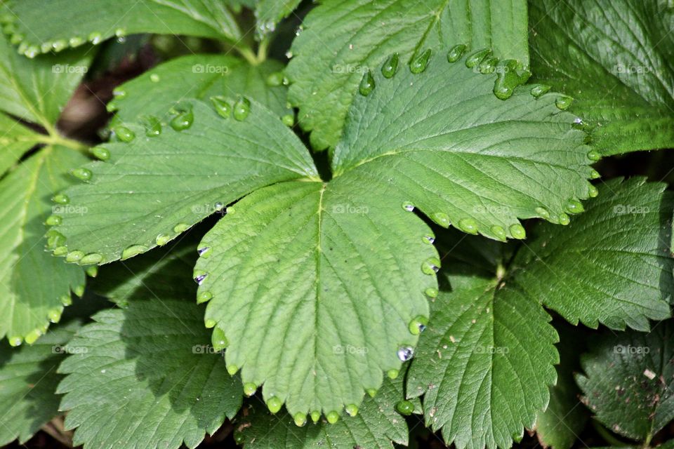 Water droplets spaced perfectly around strawberry leaves 🍓