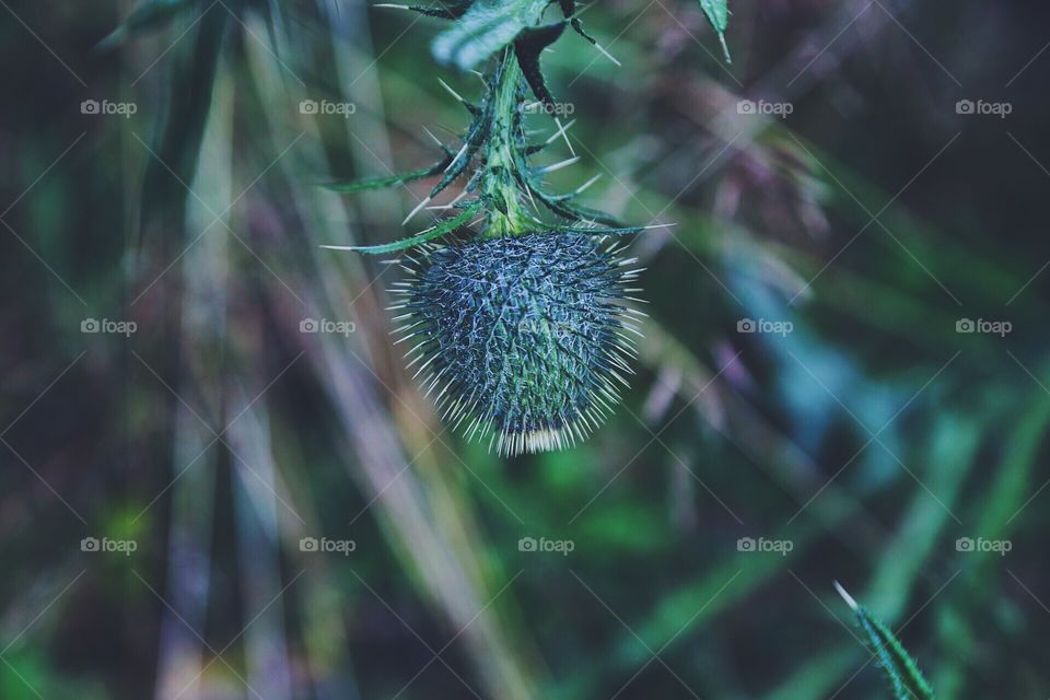 Thistle in the garden