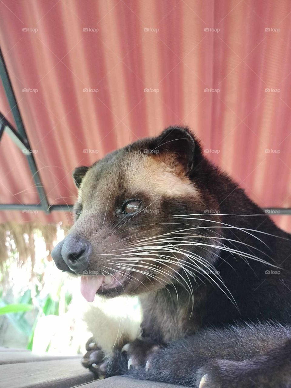 Luwak