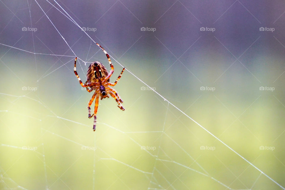 a spider web with a spider, blurred background