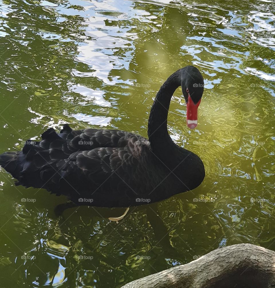 beautiful birds: a black swan