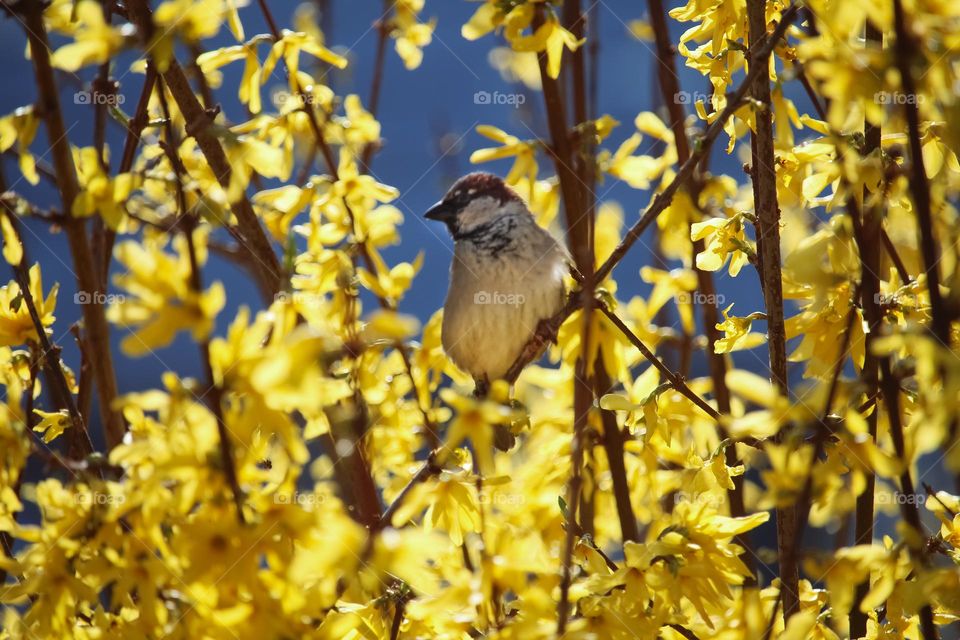 Sparrow at the yellow blooming tree in spring