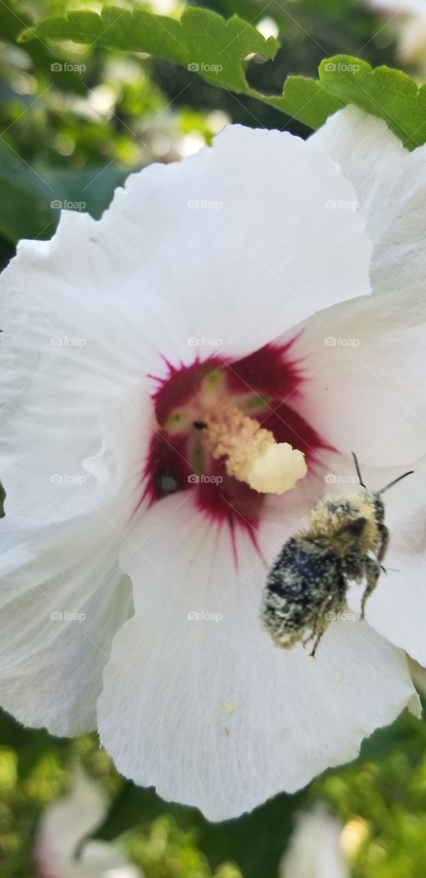Bee pollination