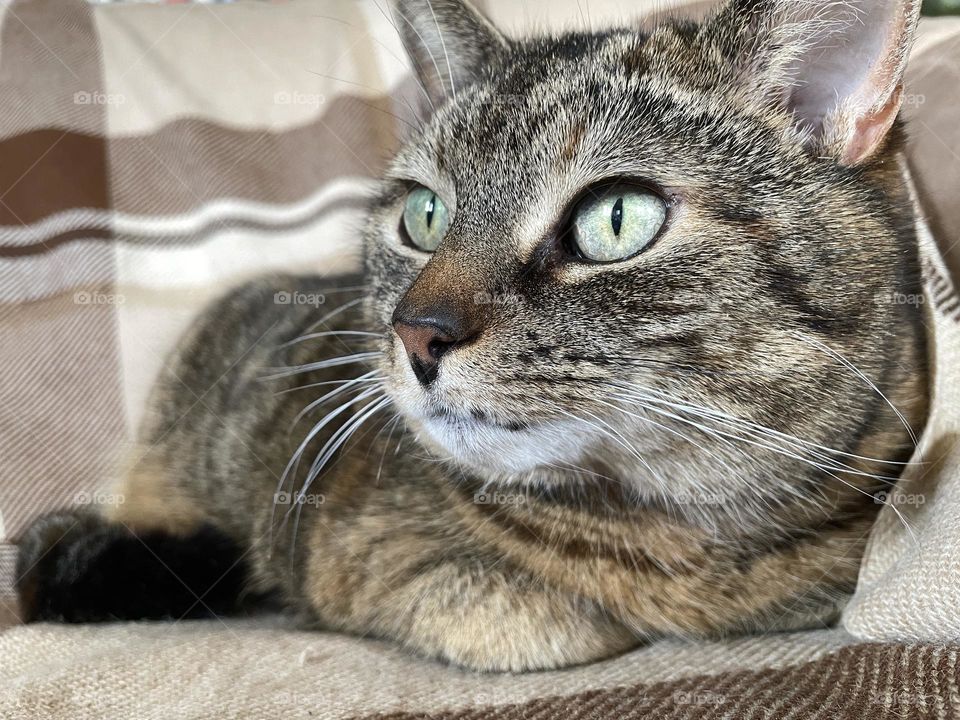 Portrait of a tabby cat