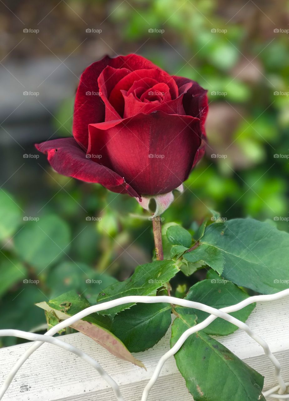 Beautiful red rose in the neighbours garden. 