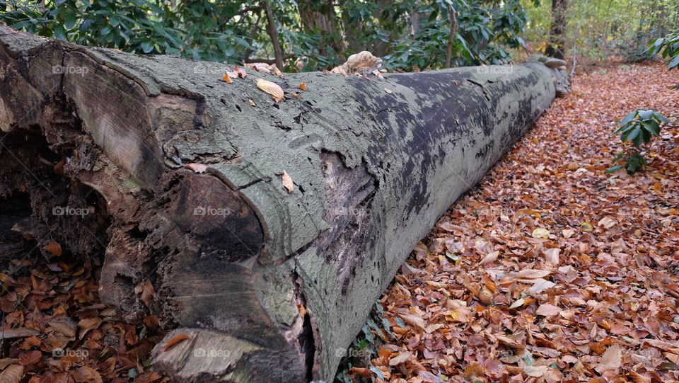 In a park in Antwerp during autumn