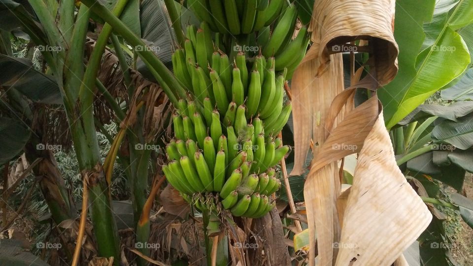 bananas on the banana tree.