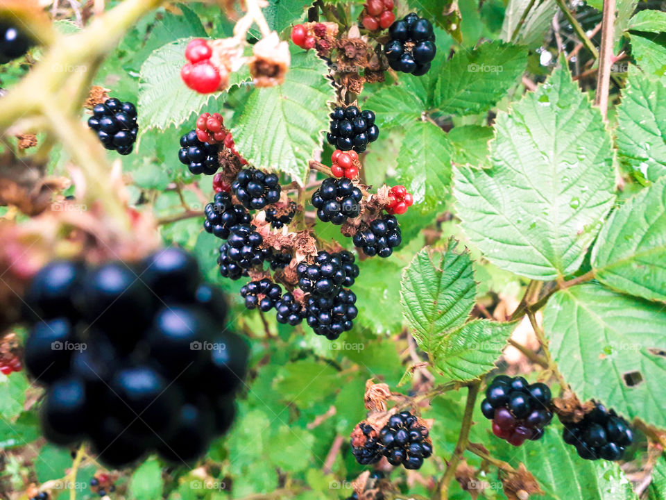 blackberry grenat cluster berry fruit plant color leaf